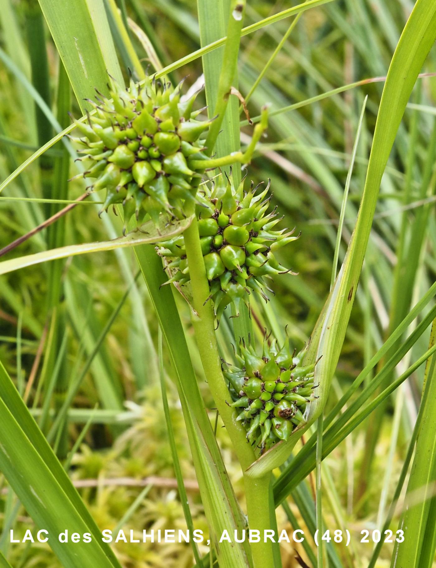 Bur-reed, Common flower